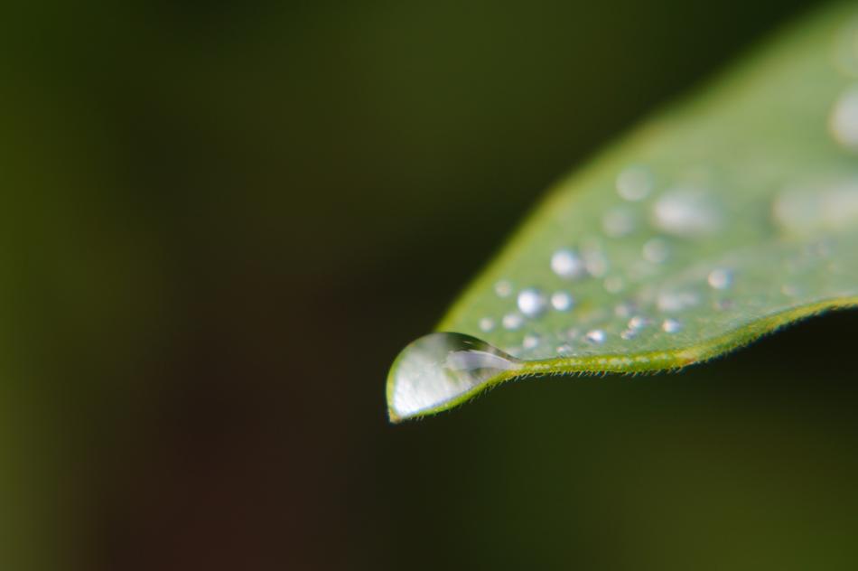 Drops Of Dew Spray Water