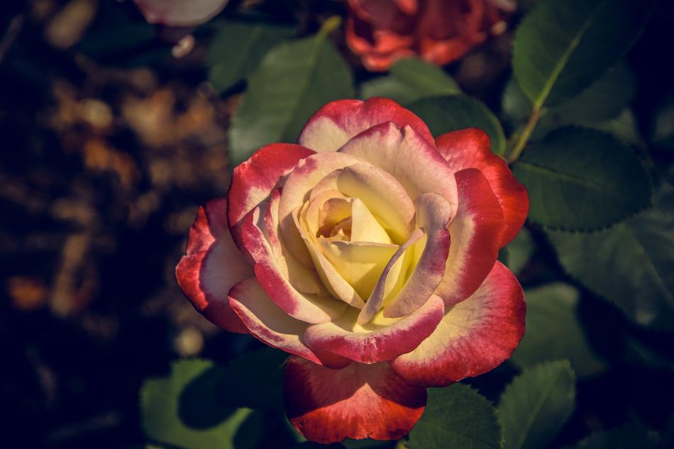 Rose Blossom Bloom Close