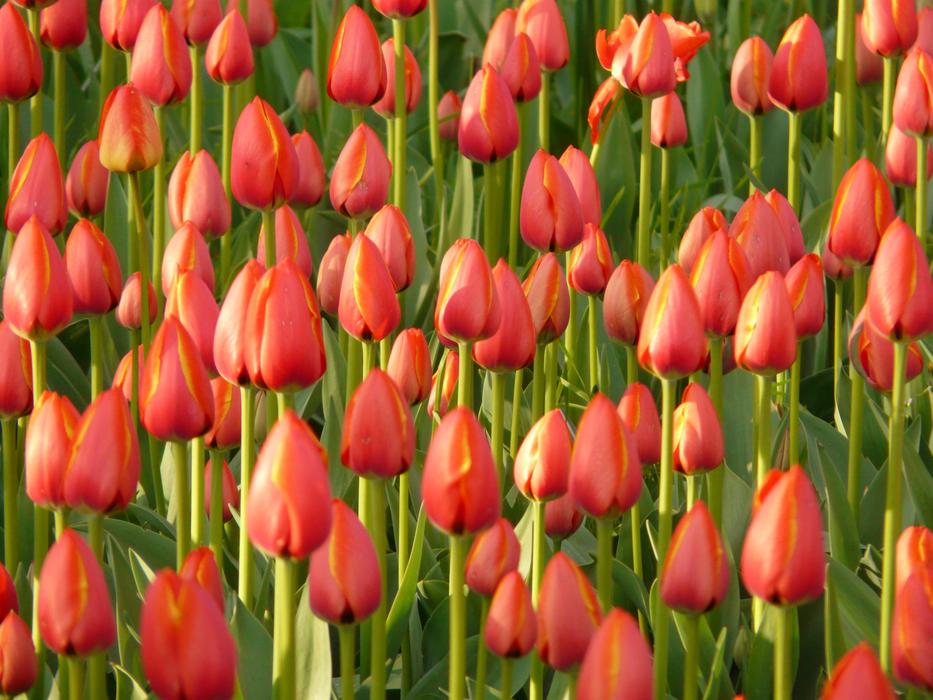 Tulip Field Tulips Red