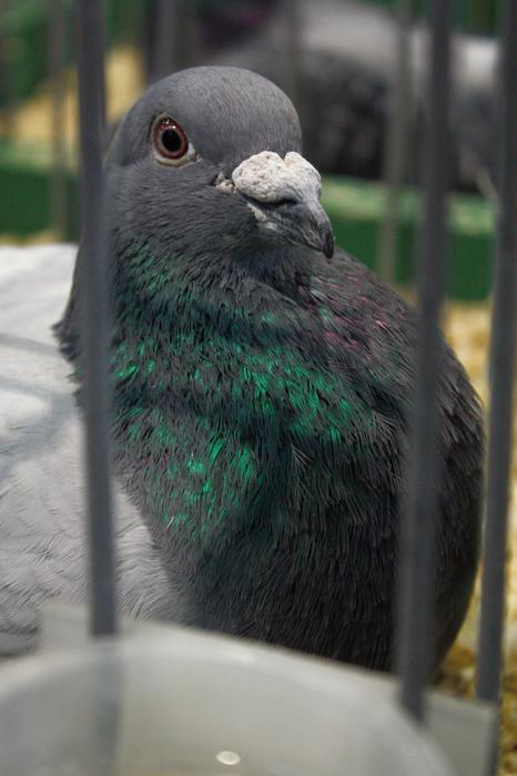 Bird Dove Pigeons