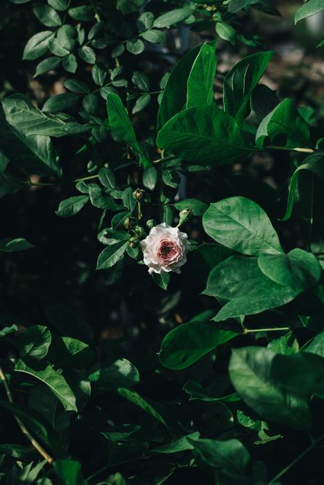 Flower Pink Bloom garden