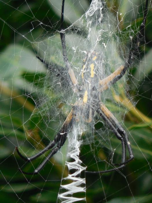 spiderweb in wildlife