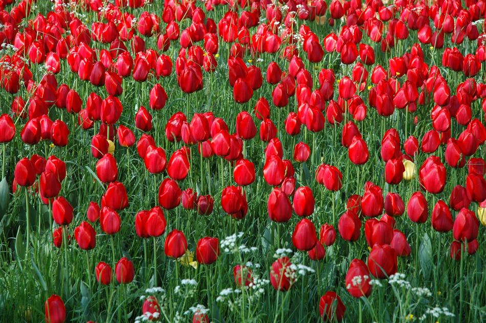 Flowers Island Mainau Sea Of