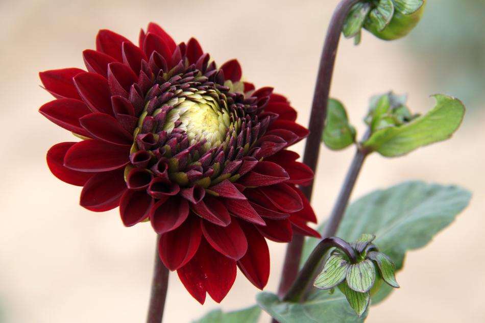 Flower Plant Nature