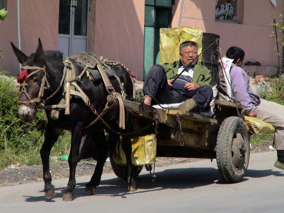 Donkey Carts Companions Drive