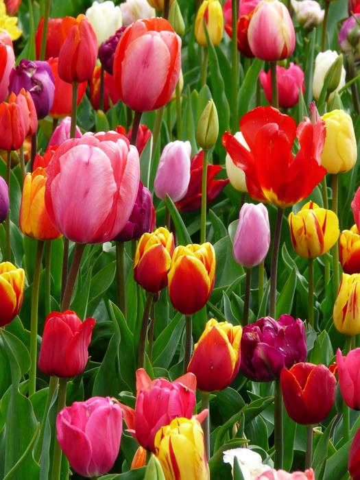 Tulips bed blooming