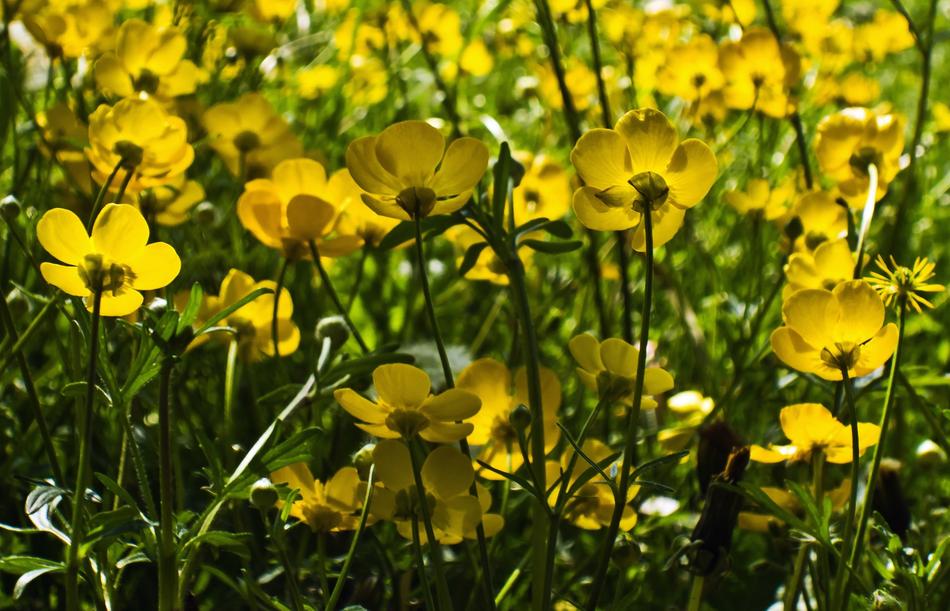 field of yellow flowers ornament