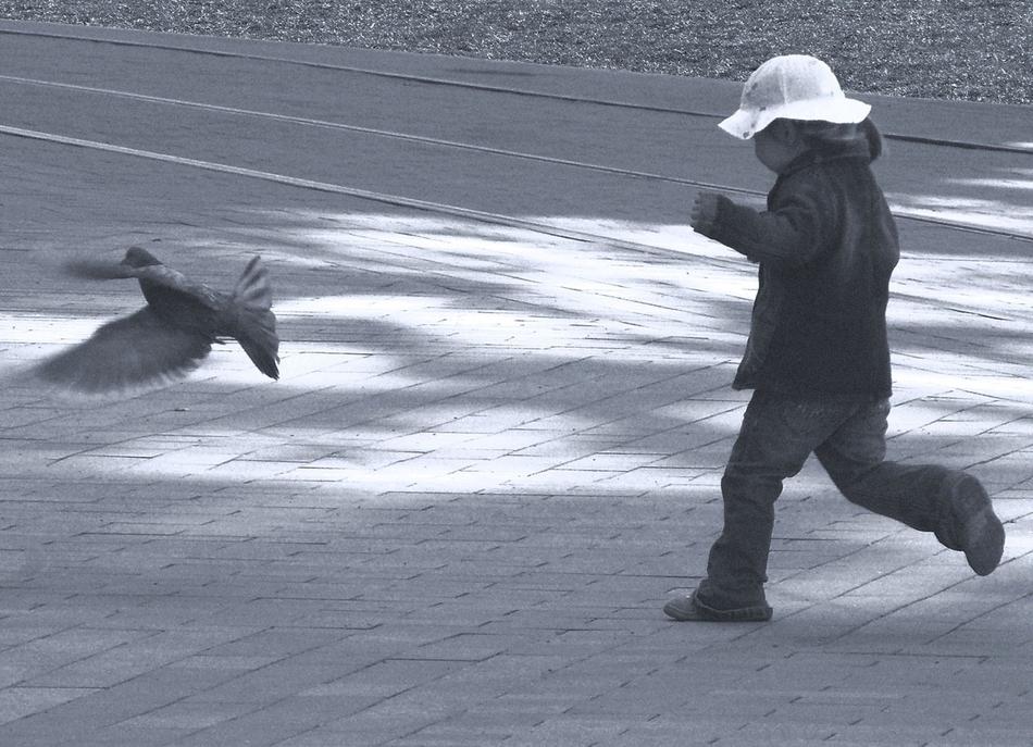 Child Pigeon Catch