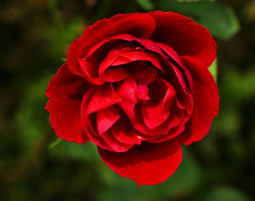 Rose Red Flower