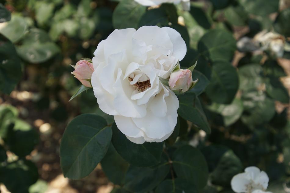 Rose Blossom Bloom Close