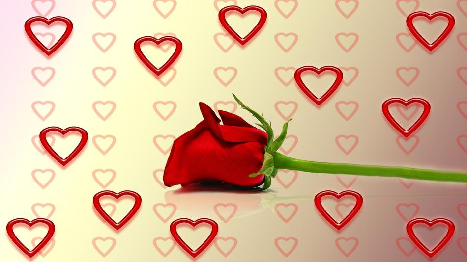 rose heart love valentine day