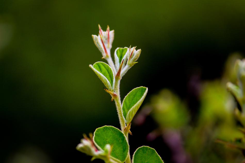 Nature Focus Photograph