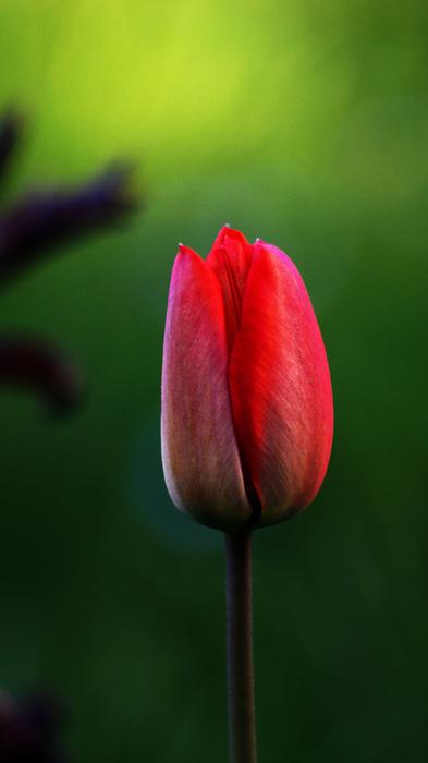 Red Tulip Flower in garden