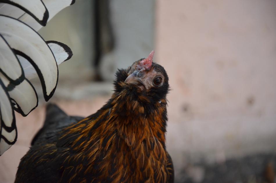 Chicken Brown Poultry Happy