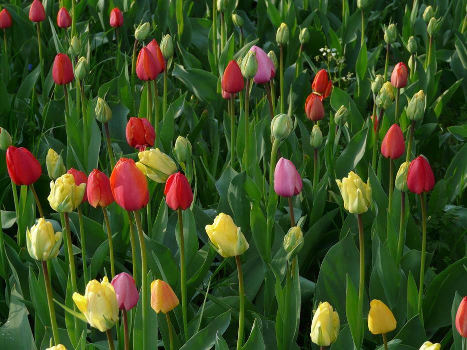 Field Tulips Meadow