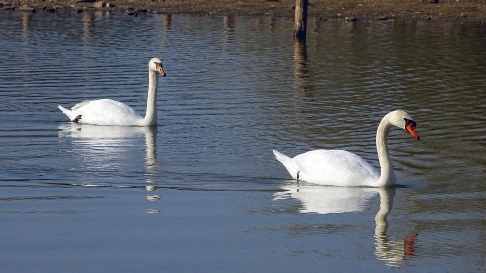 Swans Swan Nature