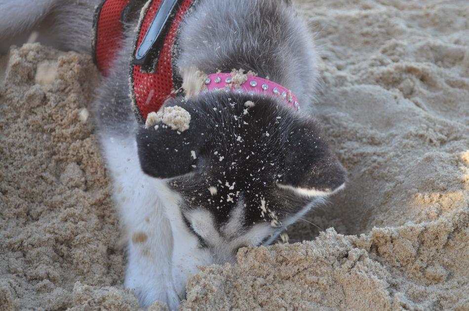 Husky Dog Beach