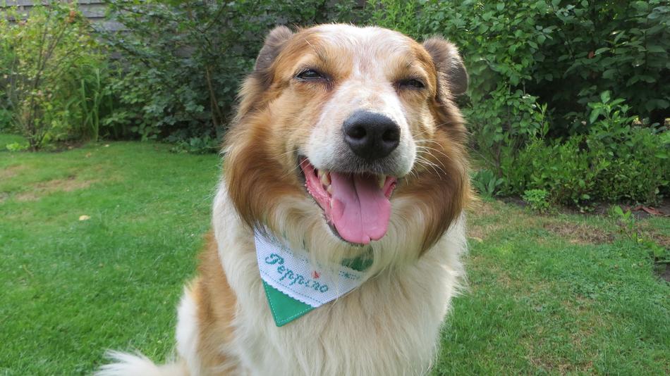 Border Collie Mix Dog Animal