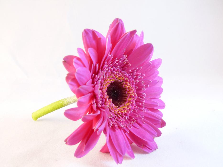 Flower Flora Macro