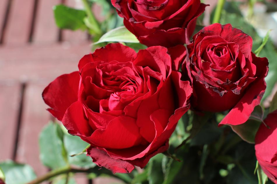 Roses Red Love