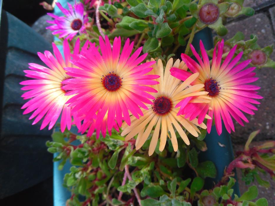 bright summer flowers in the garden