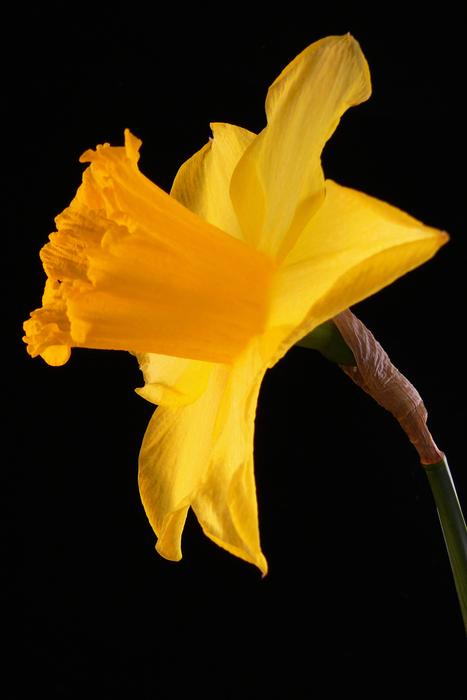 Daffodil Flower Flora