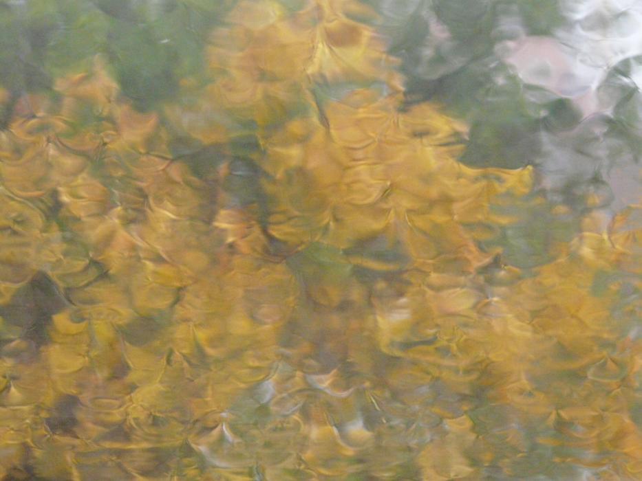 blurry view outside the window of the trees