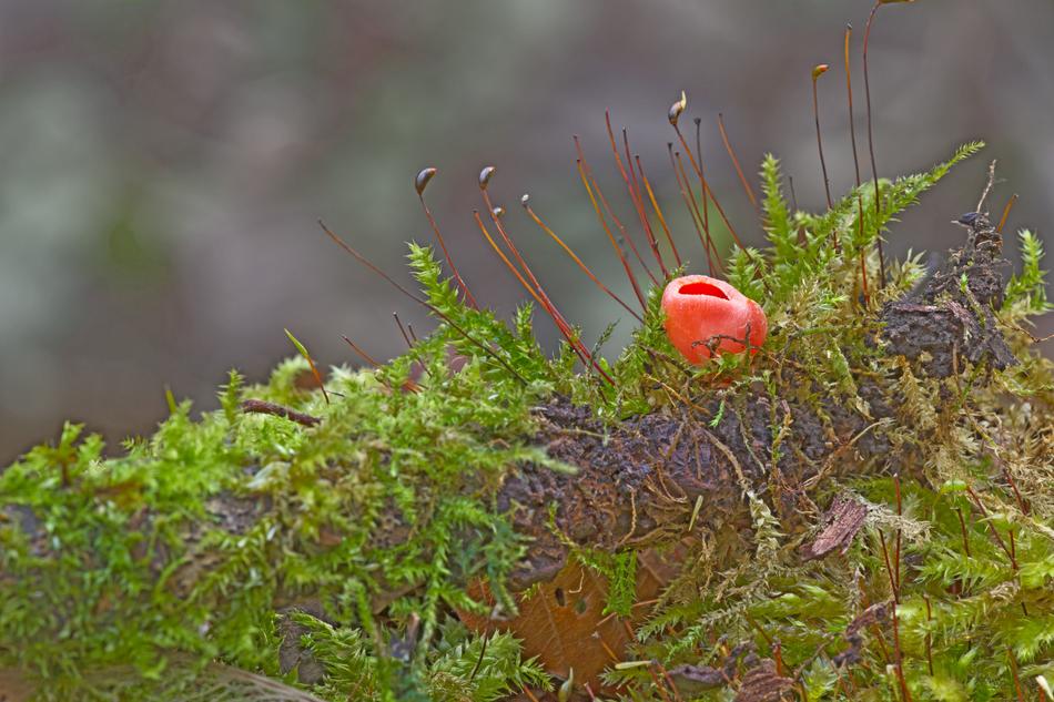 Mushroom Happiness Mug Moss