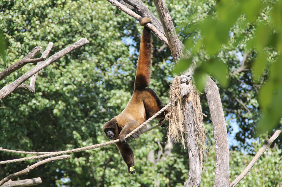 Climbing Monkey at Zoo outdoor