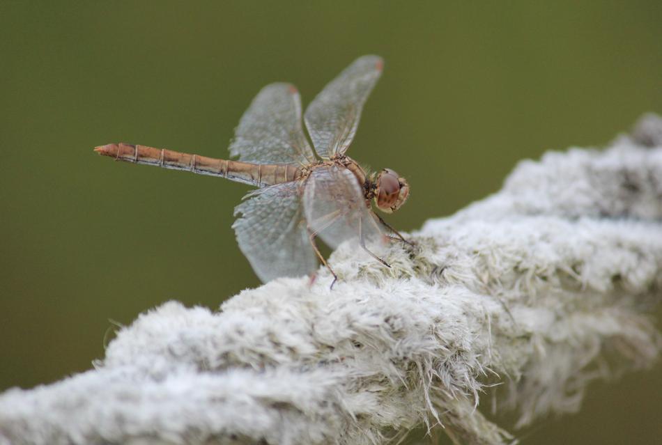 Dragonfly Insect Nature