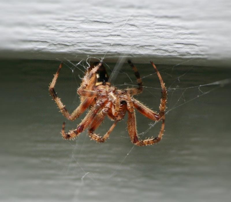 Brown House Spider Web Weaving