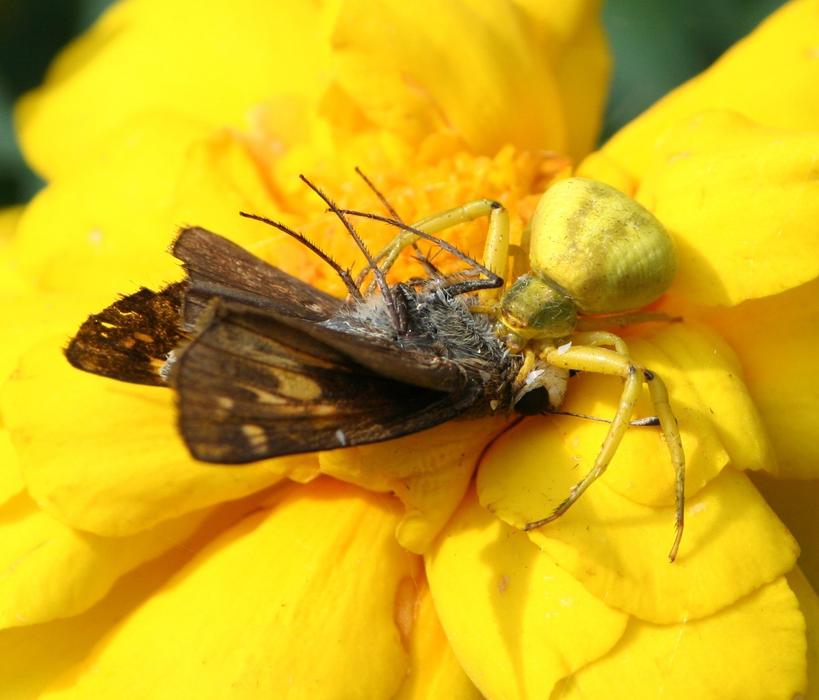 Flower Crab Spider Genus Misumena