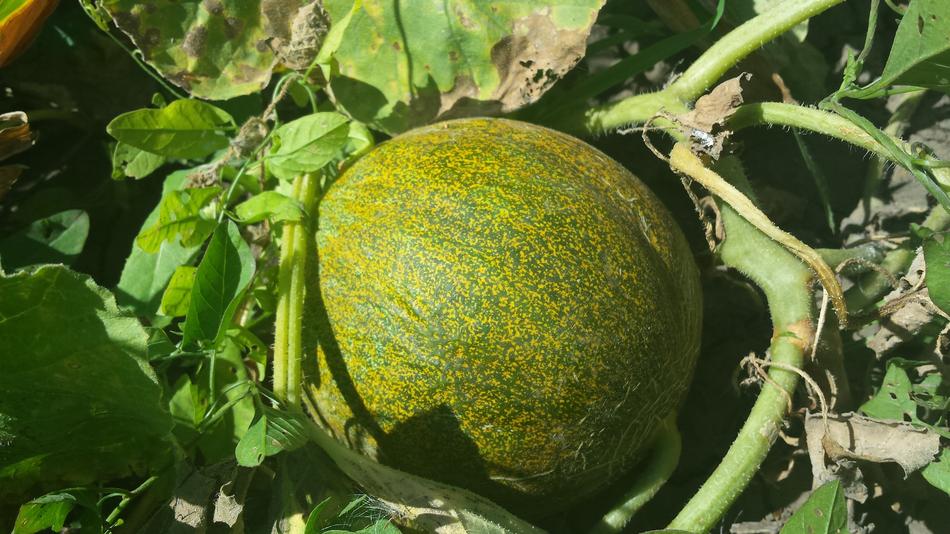 Melon Summer Vegetable in Garden