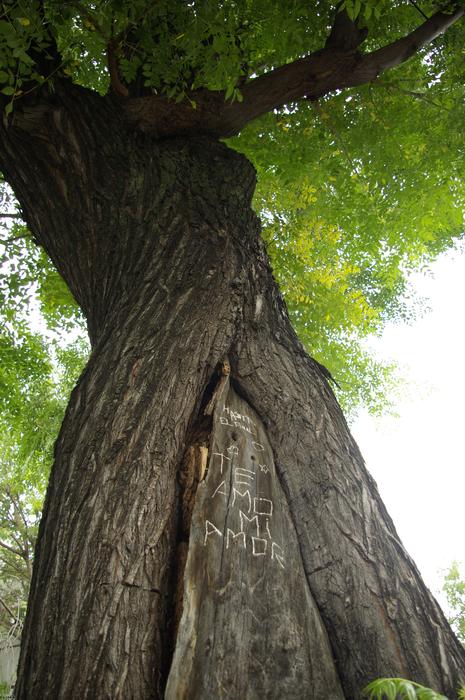 Tree Love Green