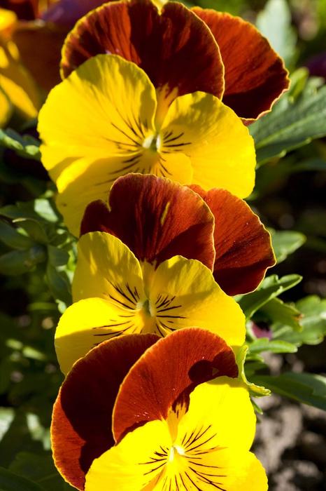 Flowers Spring Pansy