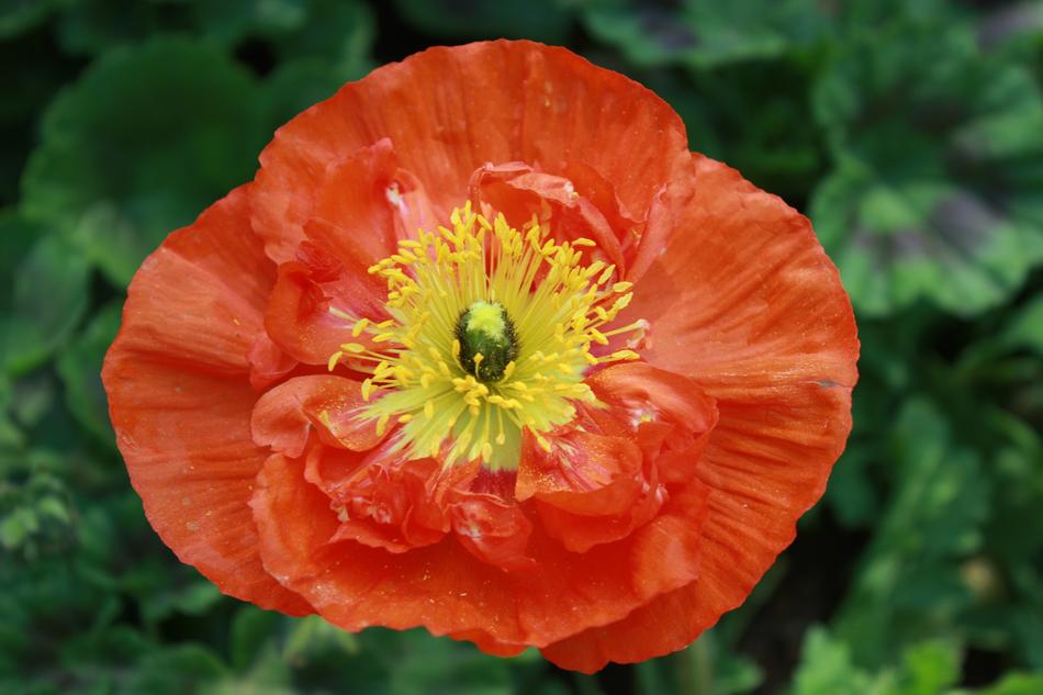 Flowers Poppy Nature