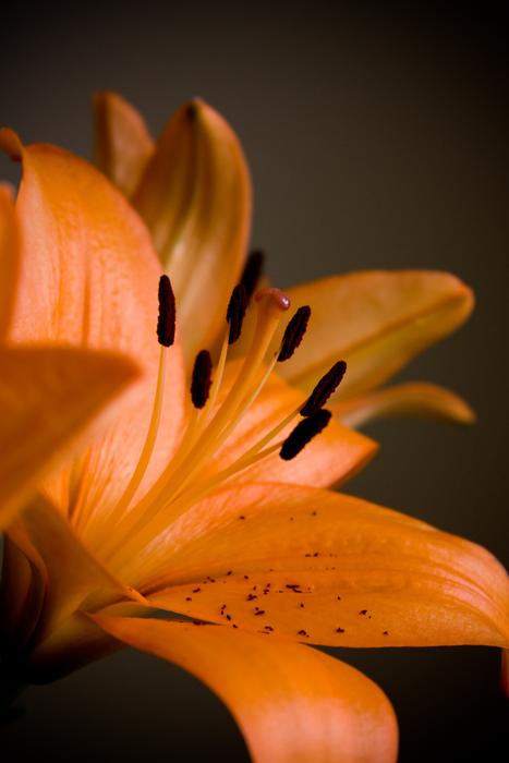 Lilies Lily Name