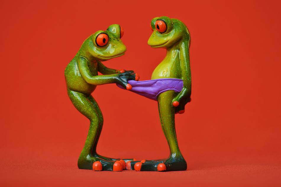 Frogs Curious Funny