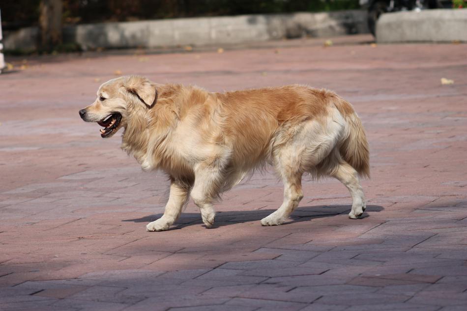 red furry mongrel dog walks on pavement