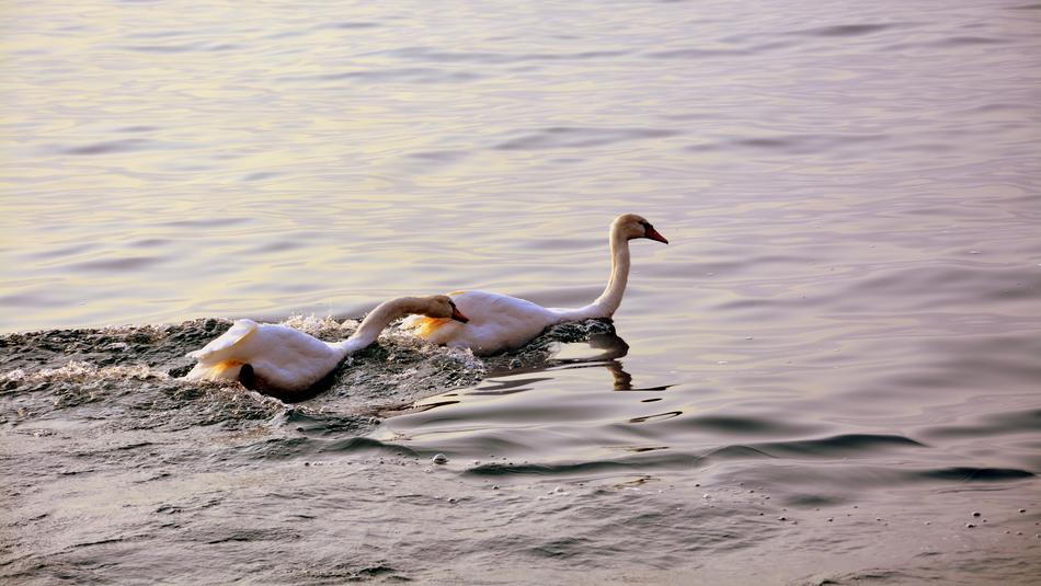 Swan Follow Love