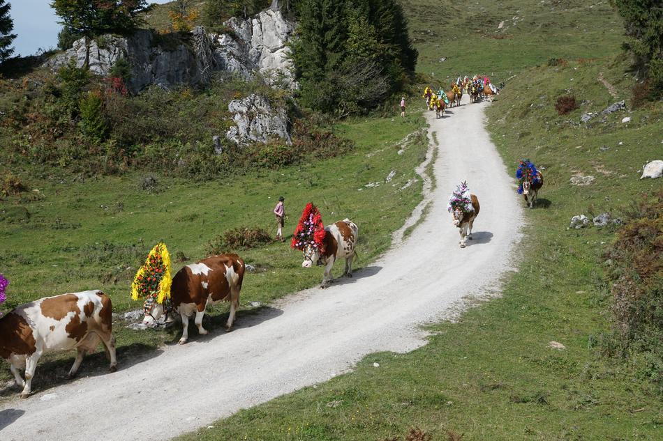 Alm Austria Wilder