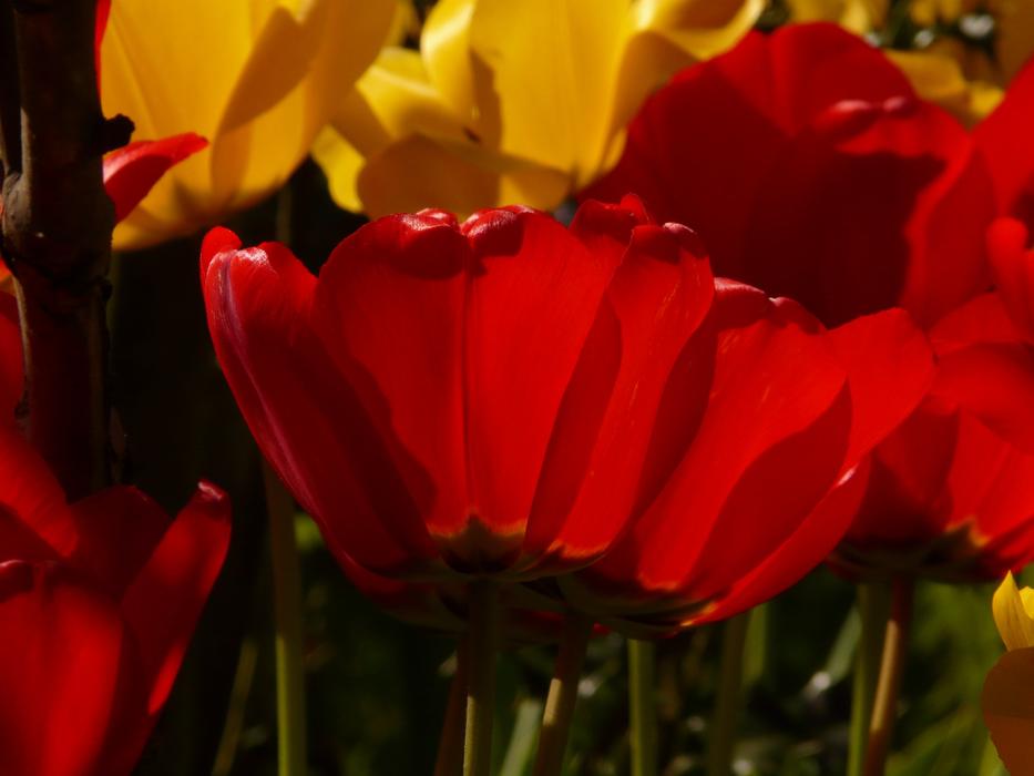 Yellow and red tulips in the sunlight