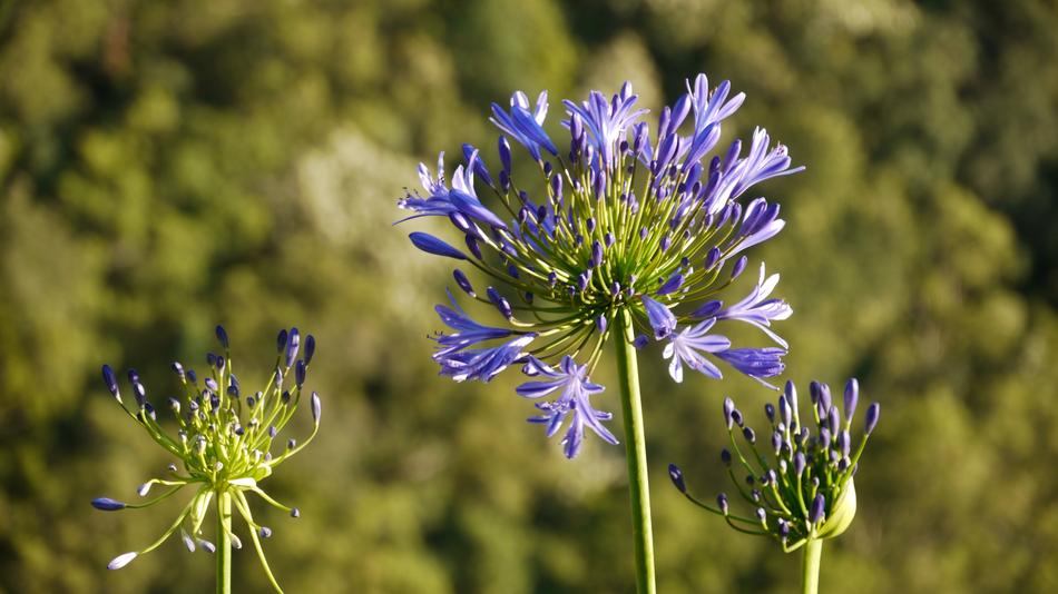 Jewelry Lilies Agapanthus macro blur
