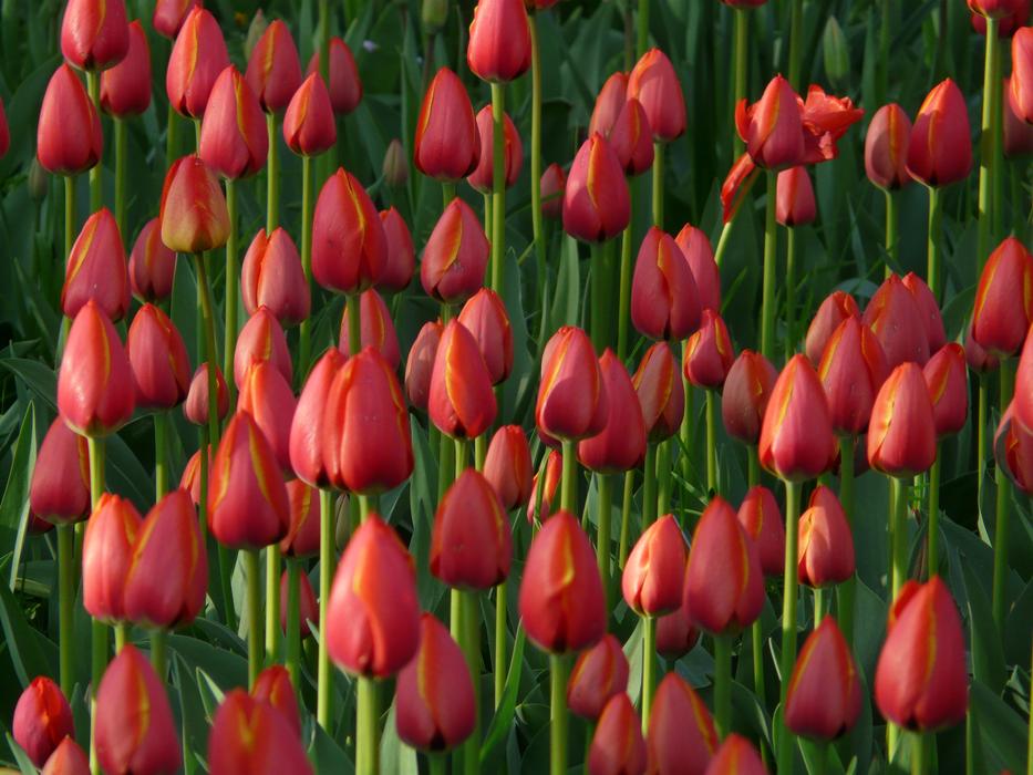 Tulip Field Tulips Red