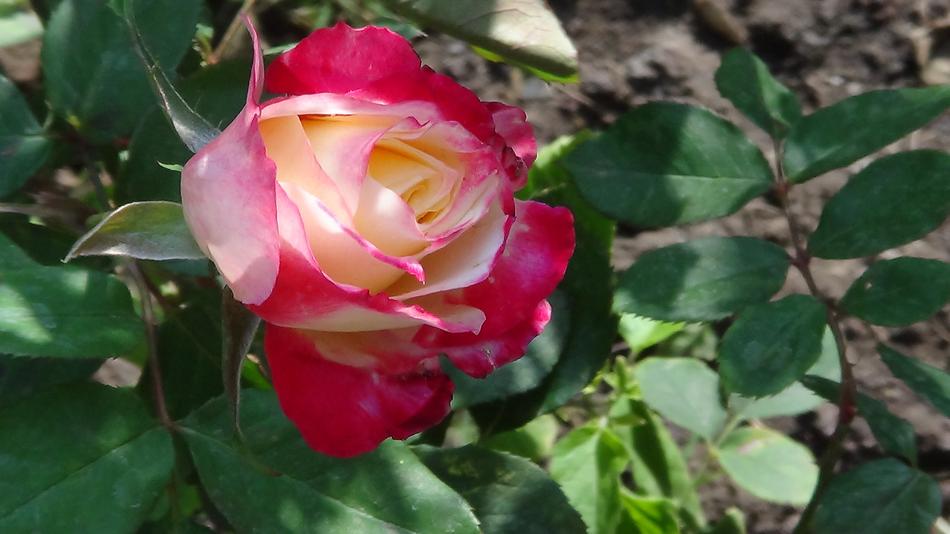 Rose Red Garden