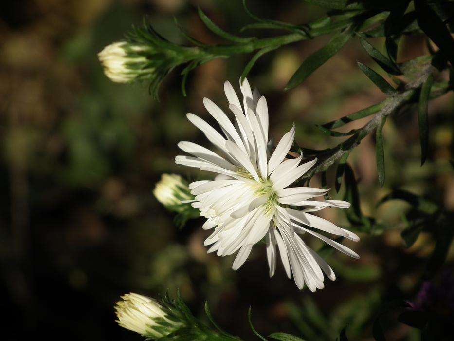 Flower Chrysanthemum White Summer