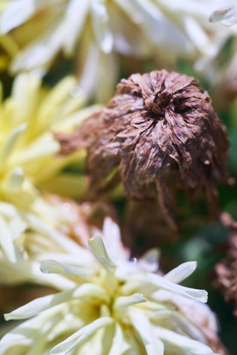 Flower Plant Nature