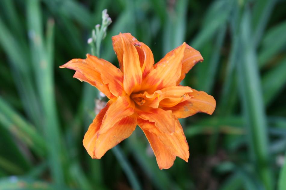 Flower Orange Lily in garden