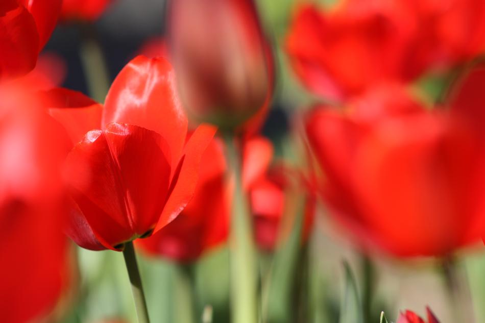 Tulips Tulip Flower
