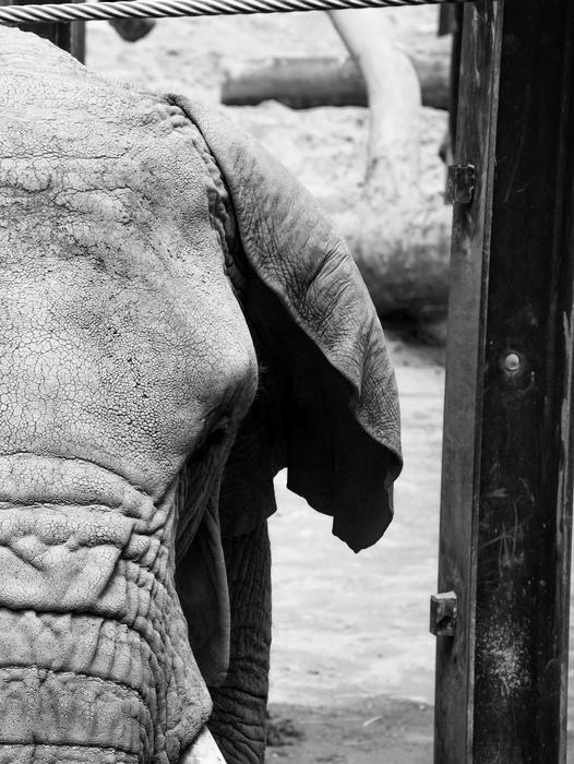 Animal Elephant Nature